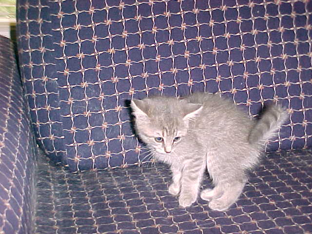 Gatti (90)